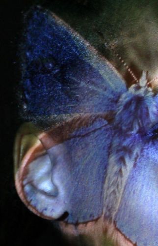 Schmetterling